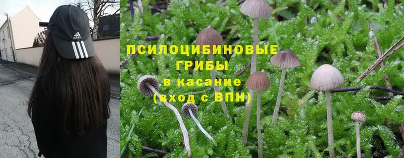 Псилоцибиновые грибы MAGIC MUSHROOMS  Кимры 